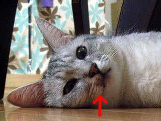 20091114b.jpg