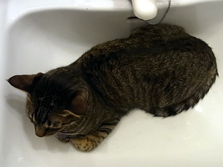 20100722c.jpg