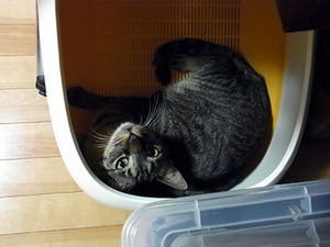 20110527a.jpg