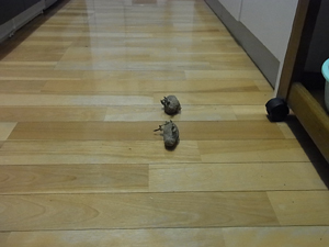 20110603a.jpg