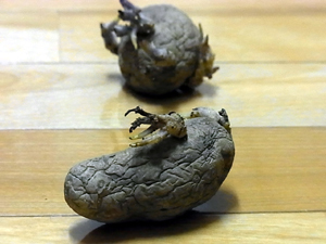 20110603b.jpg