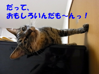 20110603c.jpg