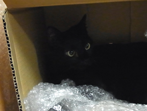 20110704c.jpg