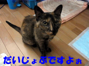 20110831a.jpg