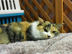 20111128c.jpg