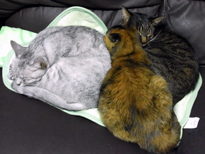 20111129c.jpg