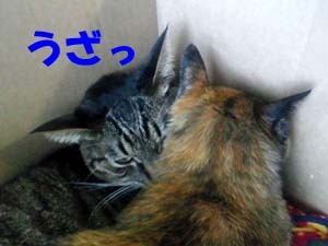 20111219f.jpg