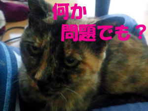 20111222d.jpg
