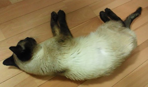 20120105c.jpg