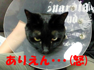 20120608a.jpg