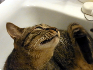 20120613b.jpg