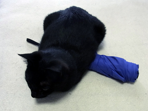 20120620a.jpg