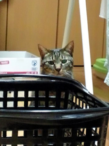20120704f.jpg