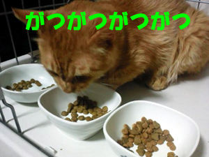 20120719d.jpg