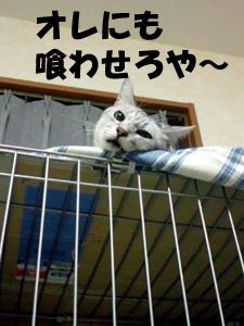 20120719e.jpg