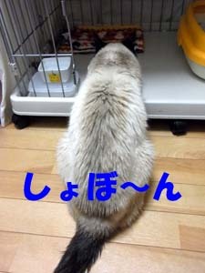 20111219h.jpg